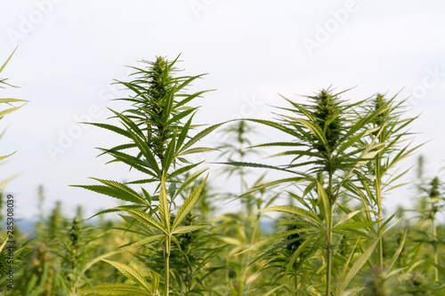 Fototapeta Naklejka Na Ścianę i Meble -  canabis on marijuana field ganja farm sativa leaf weed medical hemp hash plantation cannabis legal or illegal drug