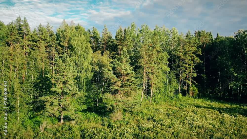Bright aerial close up of lush Norwegian spruce trees Bright aerial close up of lush Norwegian spruce trees