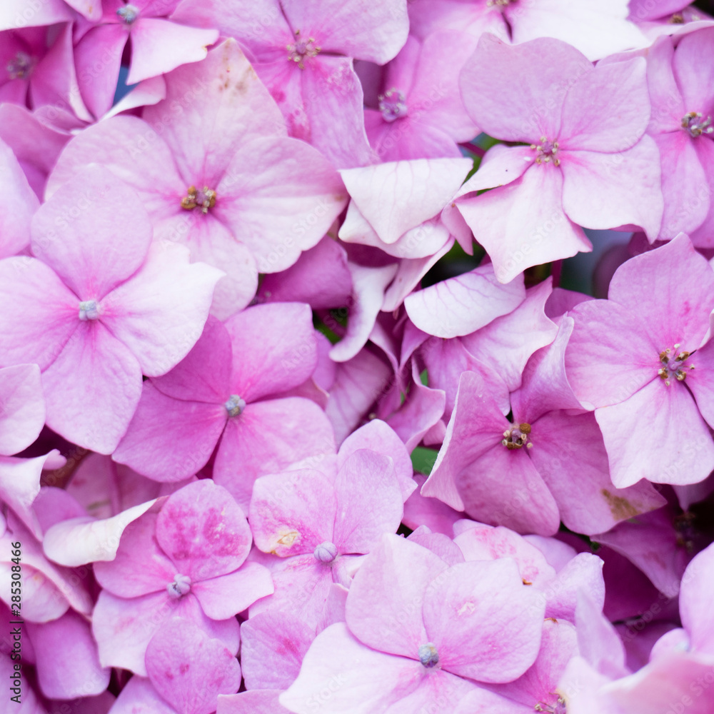 Blooming pink hydrangea over the whole image for a beautiful and soft floral background.