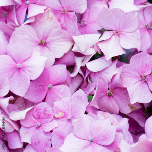 Blooming pink hydrangea over the whole image for a beautiful and soft floral background. © delphinae