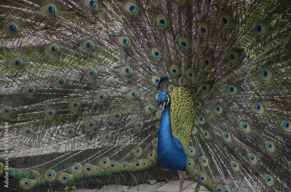 Fototapeta premium Peacock with raised feathers