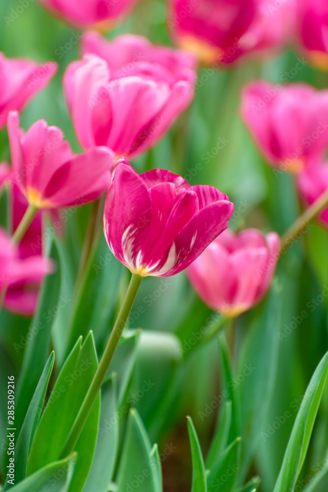 Close up bright colorful pink tulip blooms in spring morning. Spring background with beautiful pink tulips.