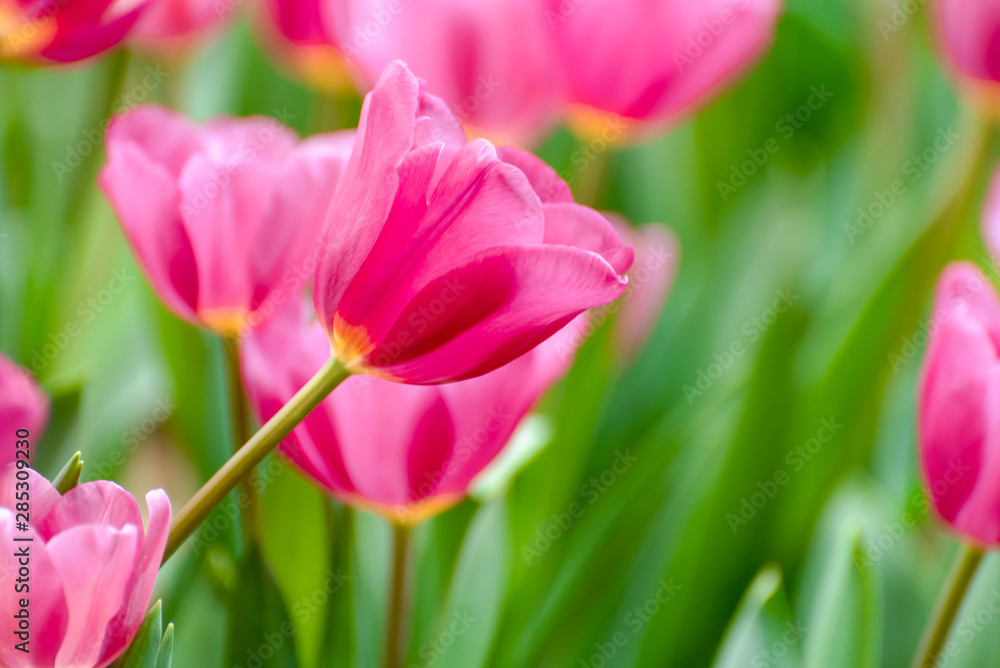 Close up bright colorful pink tulip blooms in spring morning. Spring background with beautiful pink tulips. Close up bright colorful pink tulip blooms in spring morning. Spring background with beautiful pink tulips.