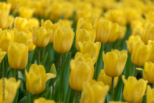 Close up bright colorful yellow Tulip blooms in spring morning. Spring background with beautiful yellow tulips.