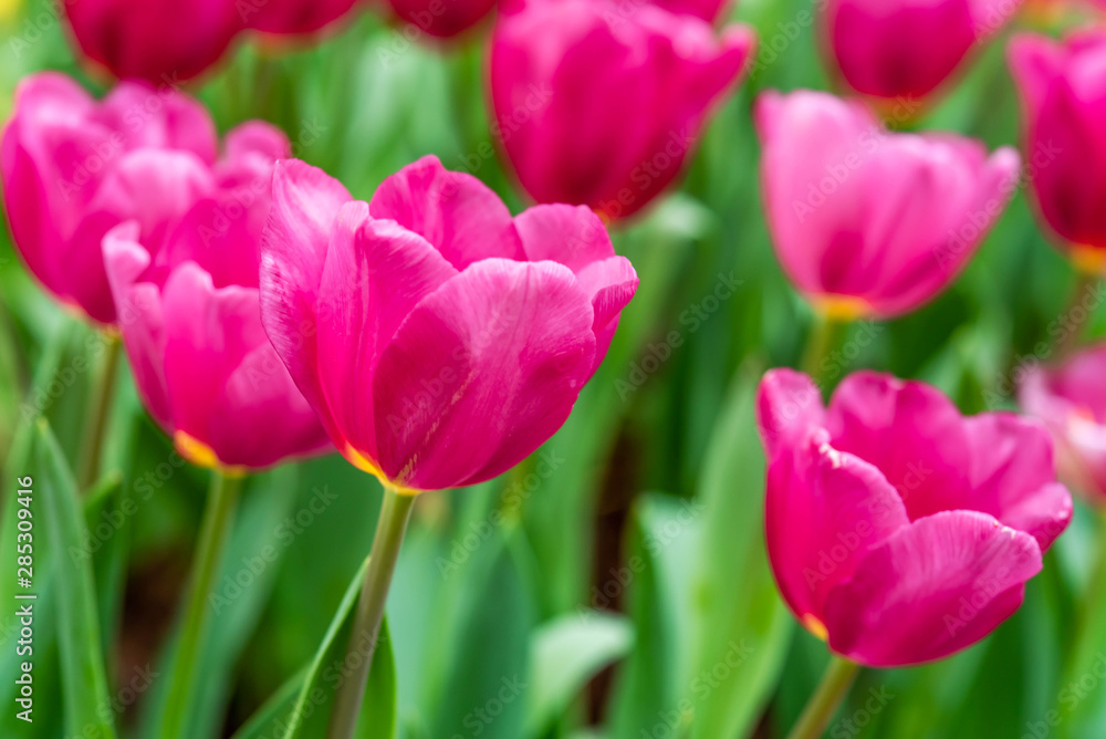 Close up bright colorful pink tulip blooms in spring morning. Spring background with beautiful pink tulips.