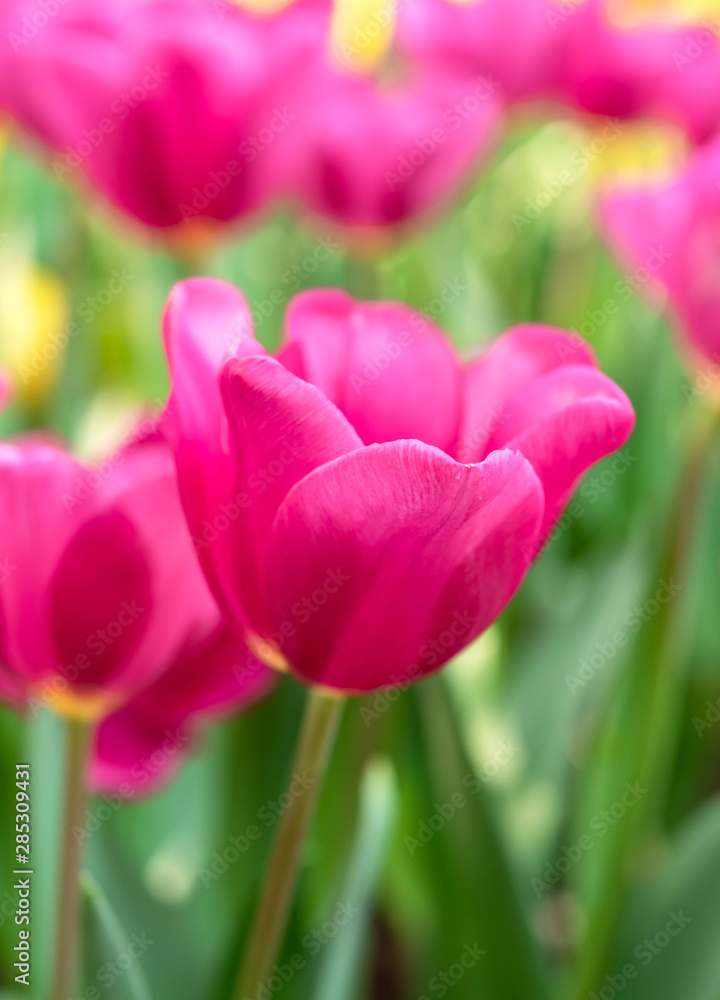 Close up bright colorful pink tulip blooms in spring morning. Spring background with beautiful pink tulips. Close up bright colorful pink tulip blooms in spring morning. Spring background with beautiful pink tulips.