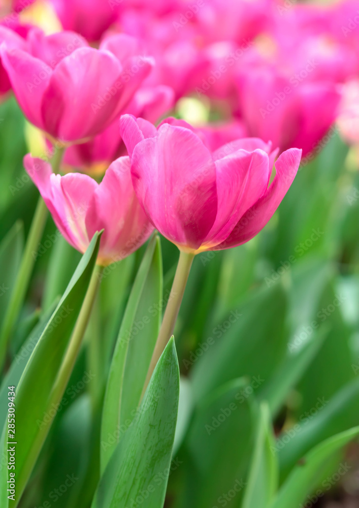 Close up bright colorful pink tulip blooms in spring morning. Spring background with beautiful pink tulips. Close up bright colorful pink tulip blooms in spring morning. Spring background with beautiful pink tulips.