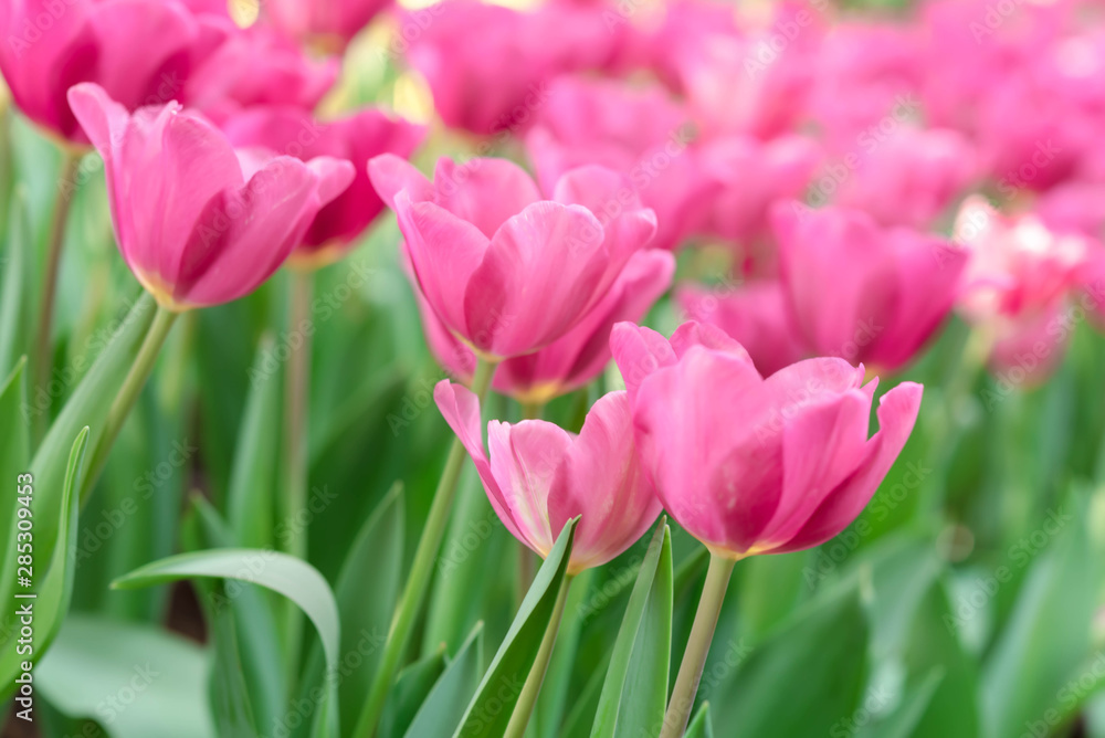 Close up bright colorful pink tulip blooms in spring morning. Spring background with beautiful pink tulips.