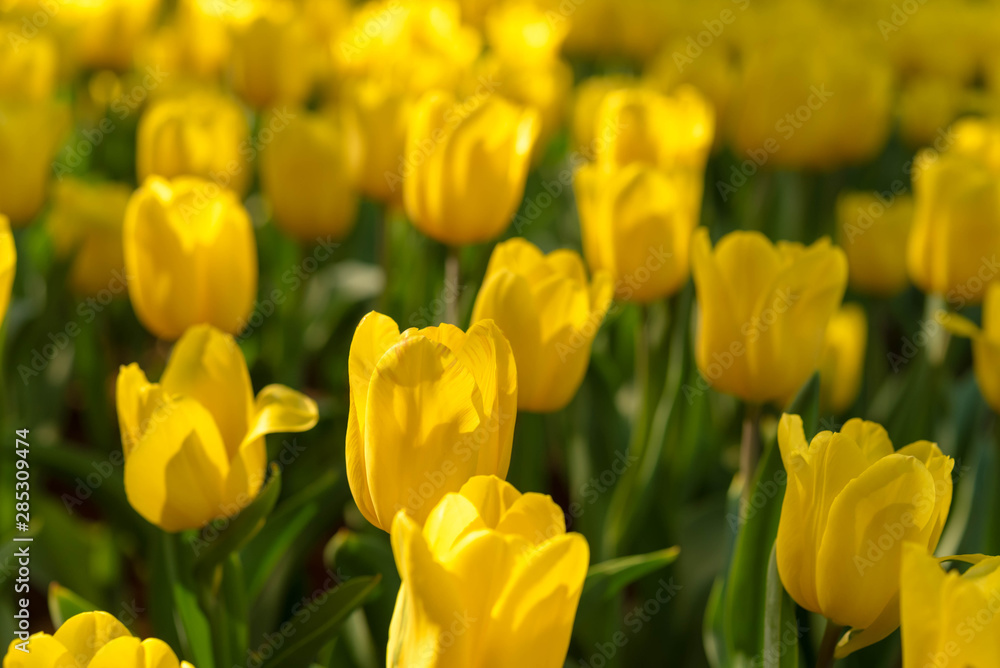 Close up bright colorful yellow Tulip blooms in spring morning. Spring background with beautiful yellow tulips. Close up bright colorful yellow Tulip blooms in spring morning. Spring background with beautiful yellow tulips.