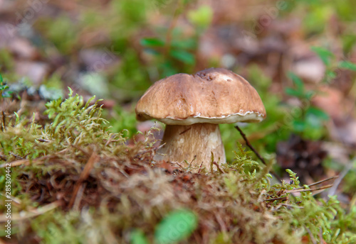 Porcini. Mushrooms grow in the forest. Vegetarian diet food. A mushroom grows in the grass. Mushrooms in the wild.