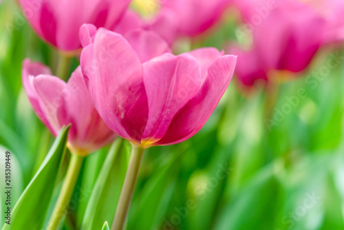 Close up bright colorful pink tulip blooms in spring morning. Spring background with beautiful pink tulips.