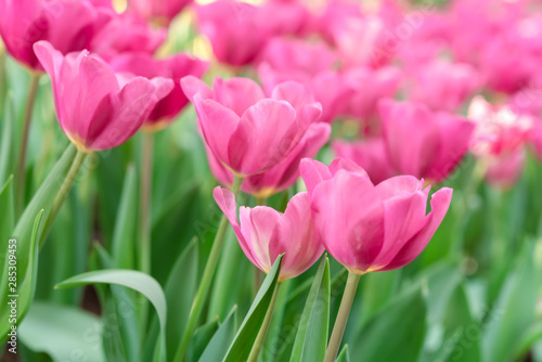 Fototapeta Naklejka Na Ścianę i Meble -  Close up bright colorful pink tulip blooms in spring morning. Spring background with beautiful pink tulips.