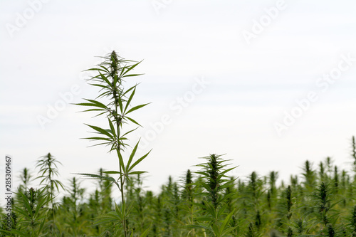 canabis on marijuana field ganja farm sativa leaf weed medical hemp hash plantation cannabis legal or illegal drug