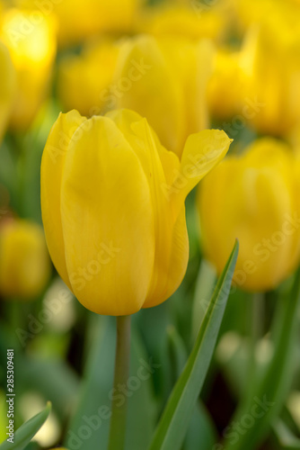 Close up bright colorful yellow Tulip blooms in spring morning. Spring background with beautiful yellow tulips.