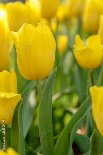 Close up bright colorful yellow Tulip blooms in spring morning. Spring background with beautiful yellow tulips.
