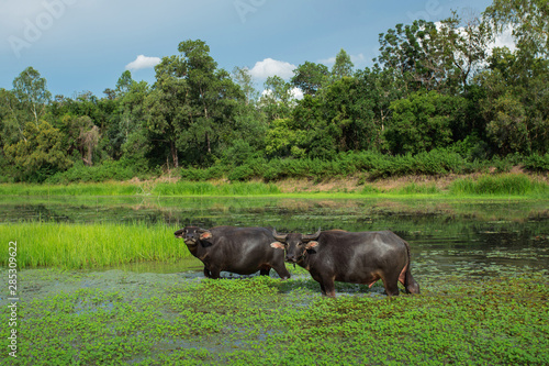 Thai buffalo  Buffalo herds migrating across the river to find food sources. The concept of migration habitat.