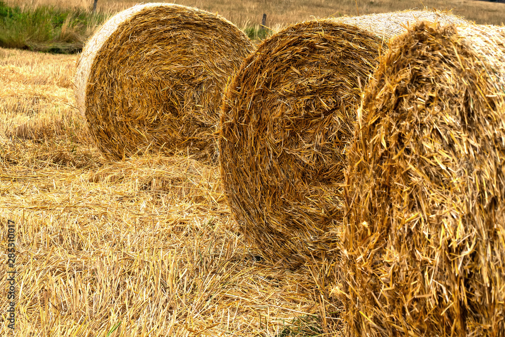 Rolls of hay bales in a golden sun field. Larges roll in the foreground.