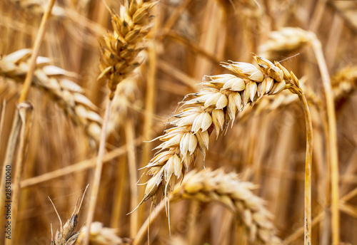 Wheat field. Ears of golden wheat close up. Background with ripe ears of a meadow wheat field.