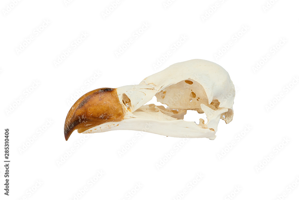 Fototapeta premium Skull griffon vulture head with white background