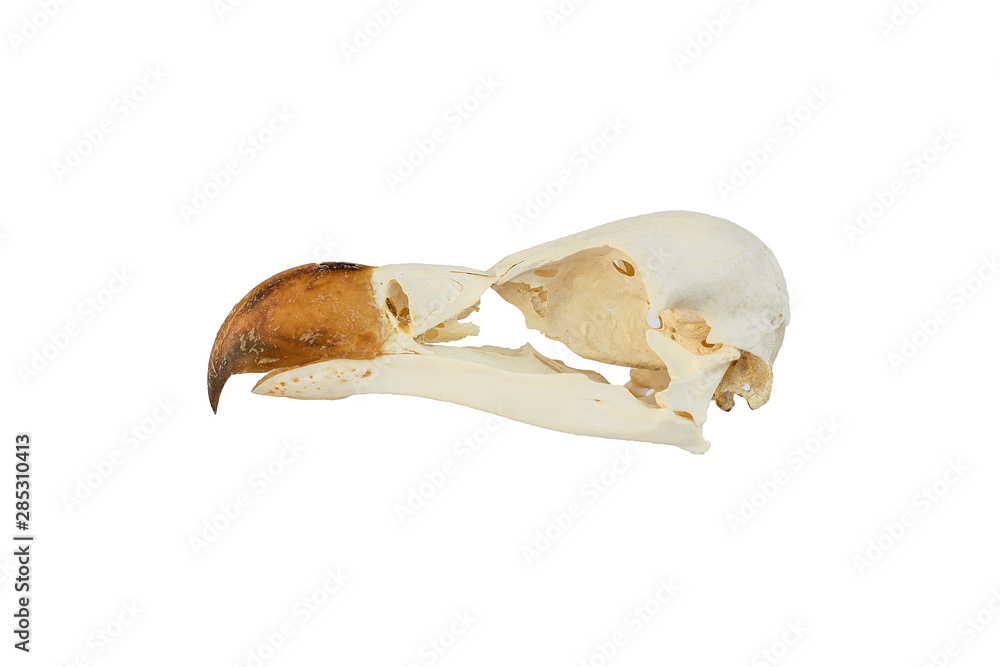 Fototapeta premium Skull griffon vulture head with white background