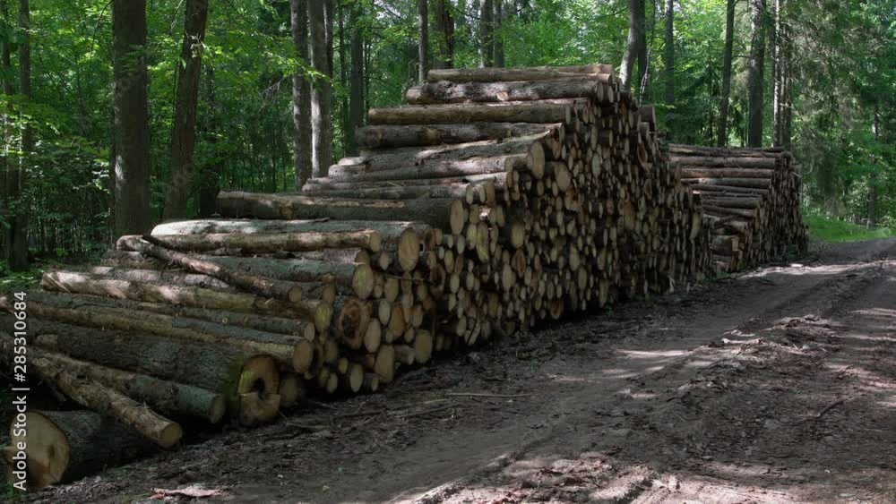 Area of illegal deforestation of vegetation in the forest. Cut the tree and wooden trunks from the forest. A pile of cut wood near the forest. Concept of forest felling, wood problem, ecology Area of illegal deforestation of vegetation in the forest. Cut the tree and wooden trunks from the forest. A pile of cut wood near the forest. Concept of forest felling, wood problem, ecology