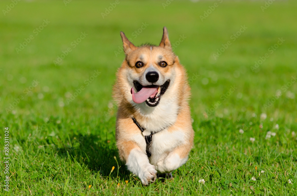 Young energetic welsh corgi pembroke is running. Corgi with a long tail. How to protect your dog from overheating. Dog is getting thirsty.