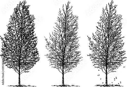 Silhouettes of birch tree in different seasons