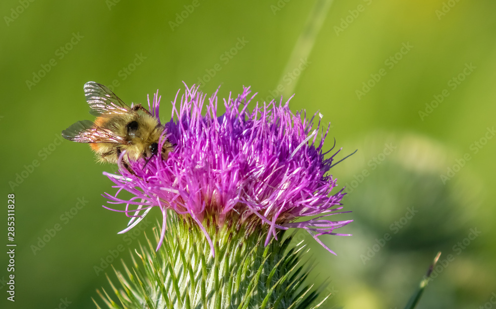 Bumblebee on purple thistle flower in Rocky Mountain National Park, Colorado Bumblebee on purple thistle flower in Rocky Mountain National Park, Colorado