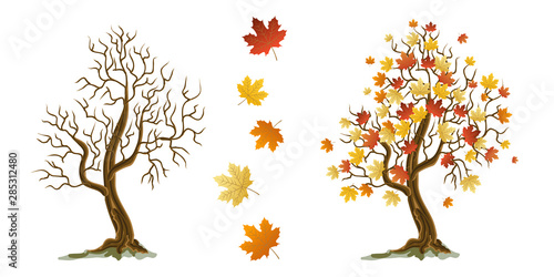 autumn trees