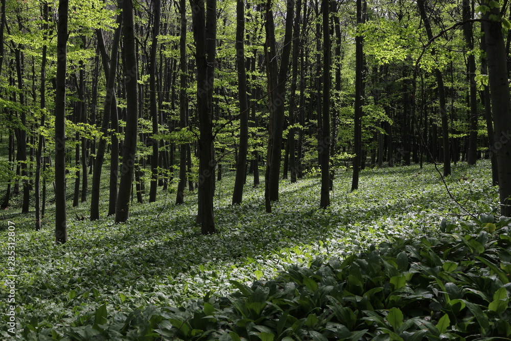 spring in the forest