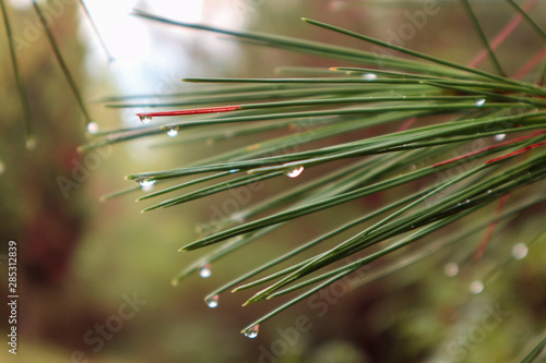 Pine Leaves