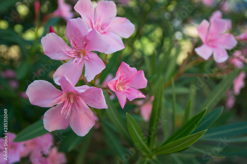 gently pink flowers on a bright sunny day