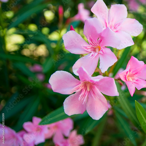 gently pink flowers on a bright sunny day © Alex