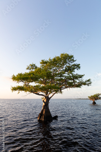 Cypress trees at Blue Cypress Lake in western Indian River County, Florida © Phil