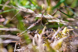 Grasshopper in selective focus in grass