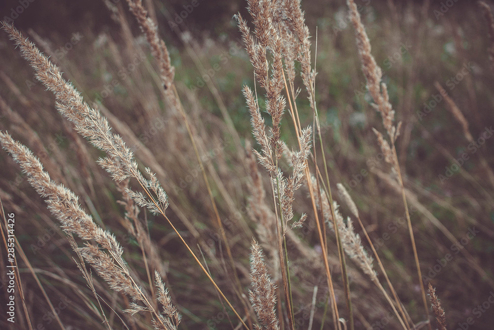 Obraz premium Flowers in the field in summer