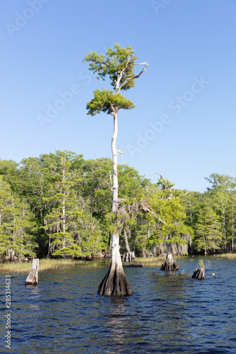 Cypress trees at Blue Cypress Lake in western Indian River County, Florida.