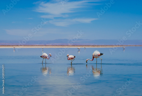 Tres Flamencos photo