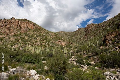 Mountain Cactus Fields