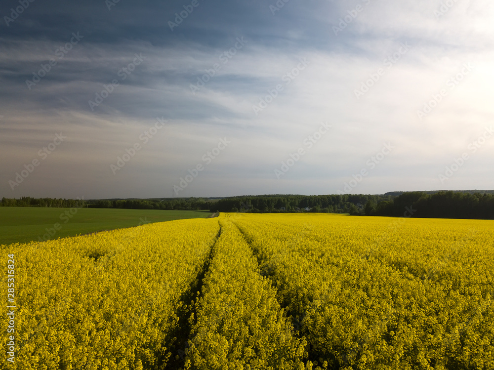 Yellow large rapeseed fields top view Yellow large rapeseed fields top view