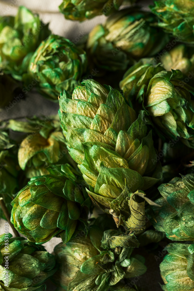 Fototapeta premium Raw Green Organic Fresh Beer Hops