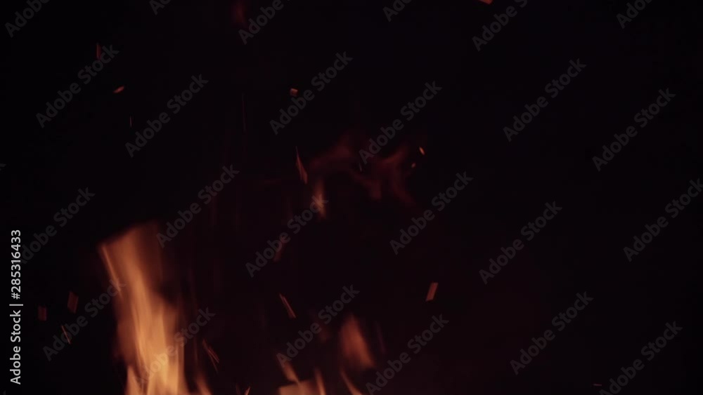 Fire in the forest. The spruce branch burns and falls to the ground. Fire in the forest. The spruce branch burns and falls to the ground.