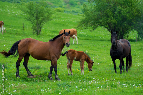 Horse family on pasture in summer season. Family horse rural concept.