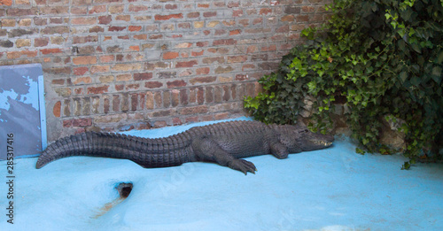wonderful captive animals