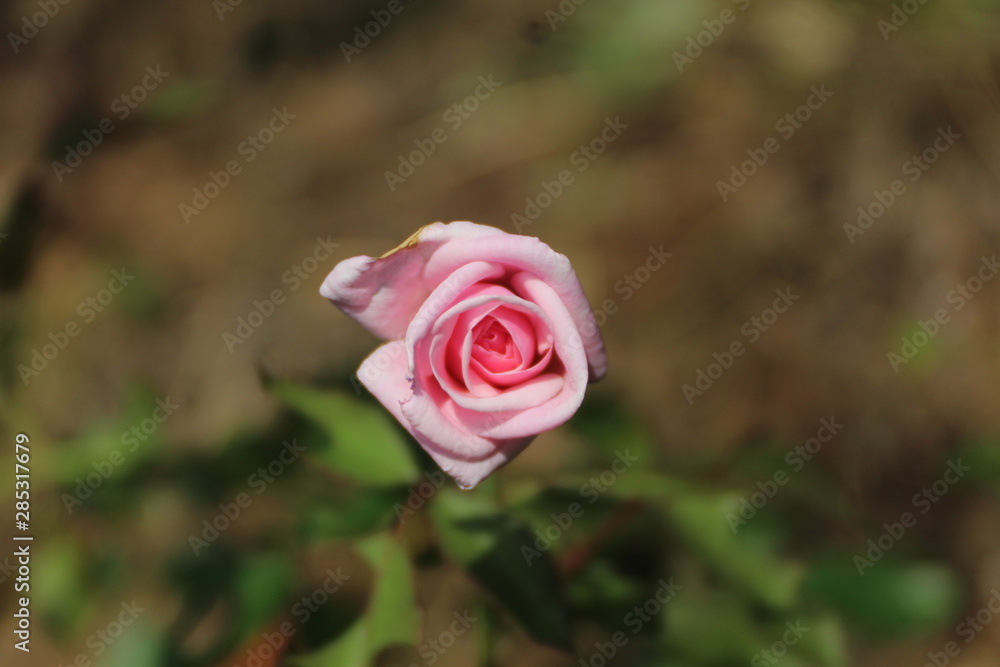 Rose Rose