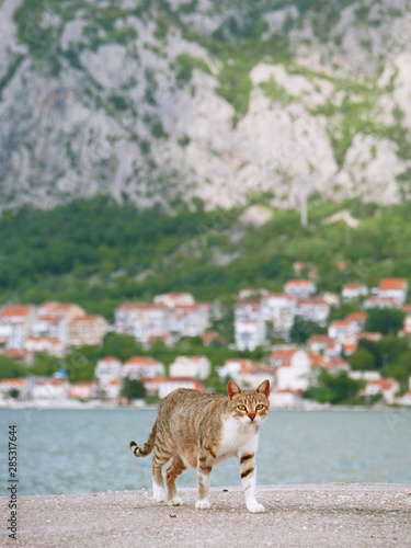 Cat walking by the sea and mountains