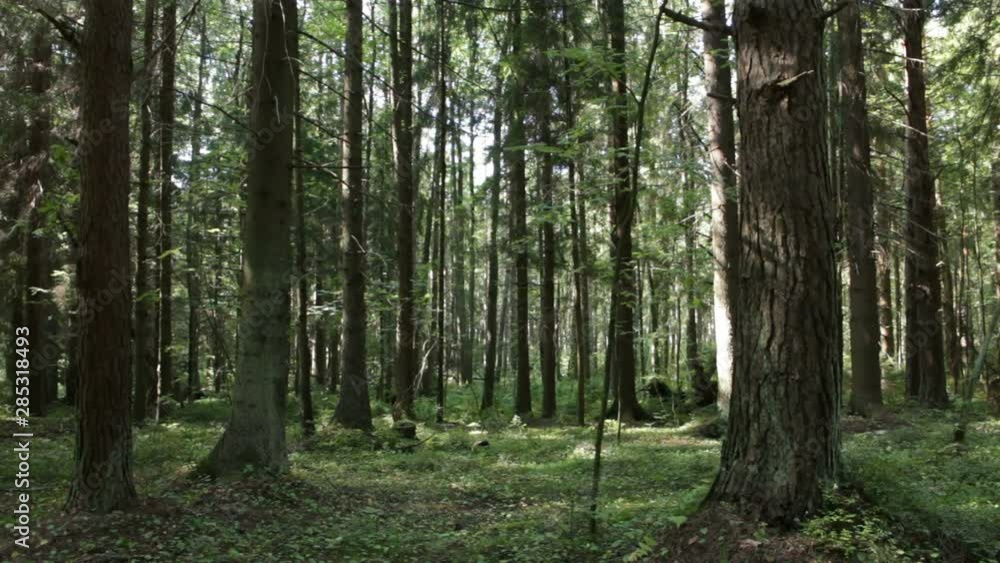 evergreen pine forest in summer panorama evergreen pine forest in summer panorama