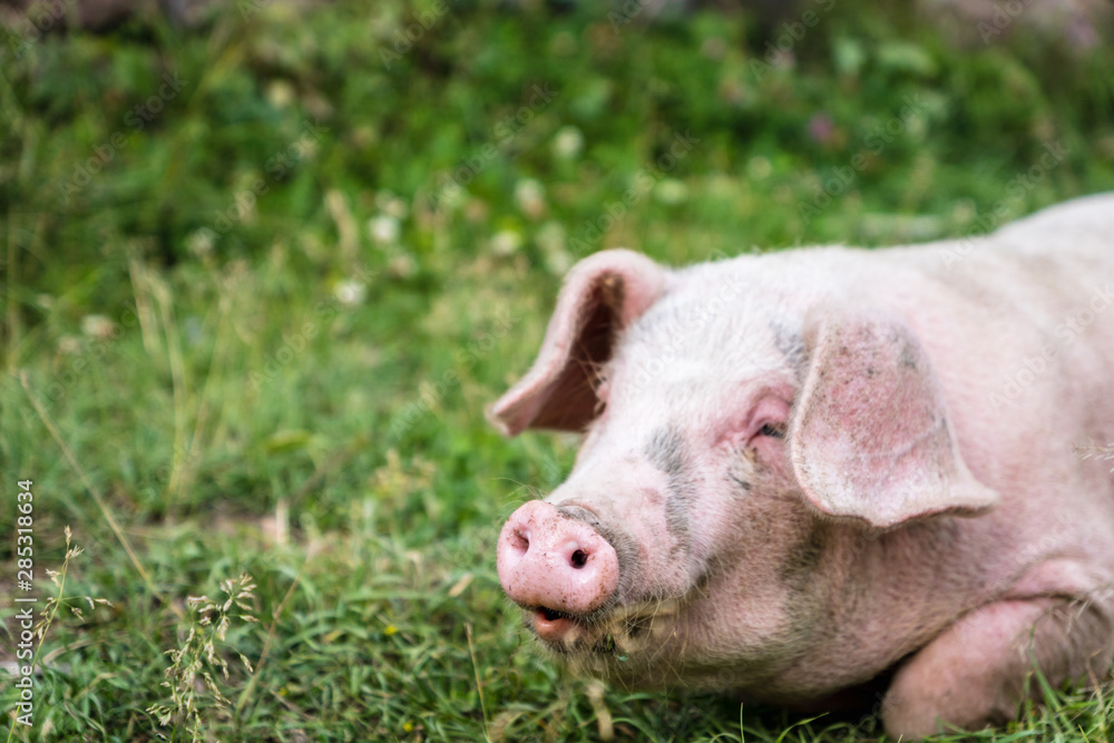 Pig portrait at free range organic pig farm - happy smiling pig with selective focus on pig nose Pig portrait at free range organic pig farm - happy smiling pig with selective focus on pig nose