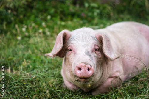 Pig portrait at free range organic pig farm - happy smiling pig with selective focus on pig nose © uskarp2
