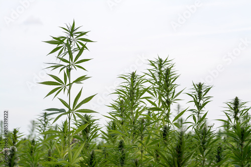 canabis on marijuana field ganja farm sativa leaf weed medical hemp hash plantation cannabis legal or illegal drug